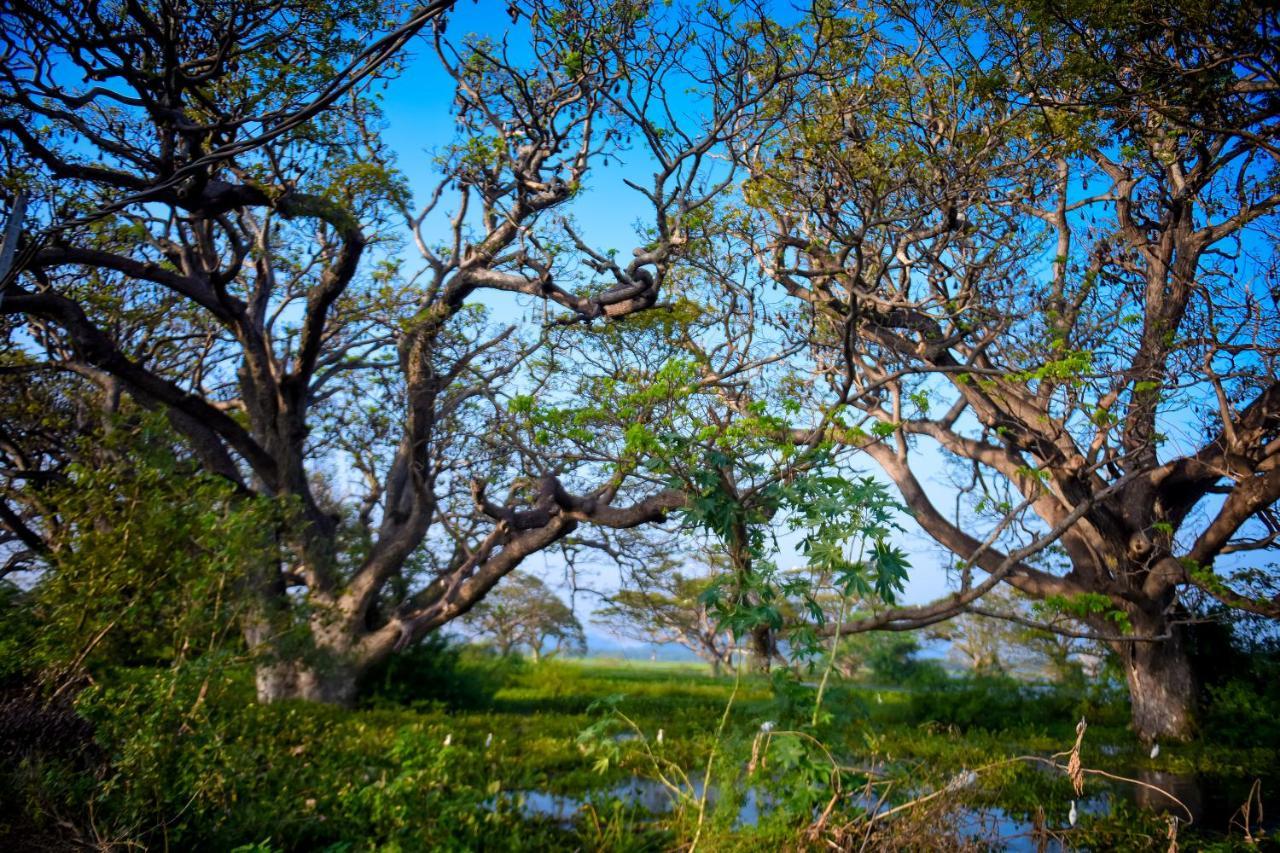 Tissa Rainbow Guest & Yala Hotell Tissamaharama Exteriör bild